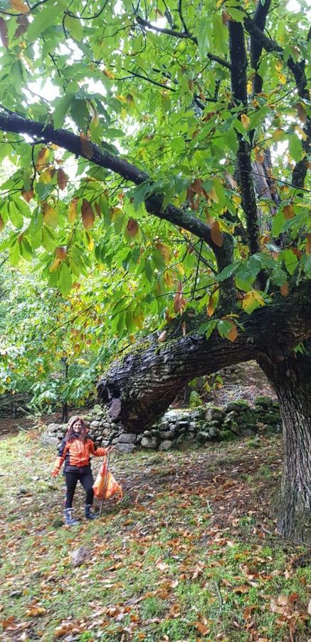 Cabana Castanarejo Candeleda Kültér fotó